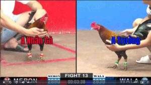 Trận 13 CPC2 1422025 - Anh Nhân Gà Hạ Đẹp Anh Trường