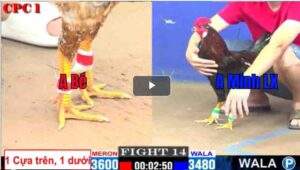 Trận 14 CPC1 20/02/2025 - Anh Bé Ra Quân Thắng Nhẹ Nhàng