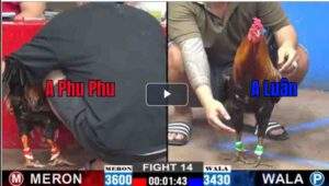 Trận 14 CPC2 16/02/2025 - Phu Phu Ra Trận Gặp Ngay Gà Cọp Trận Hòa Đẹp Mắt