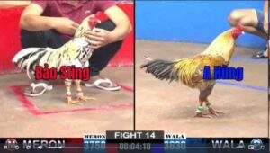 Trận 14 CPC2 722025 - Anh Bảo Sting Đụng Cọp Anh Hùng