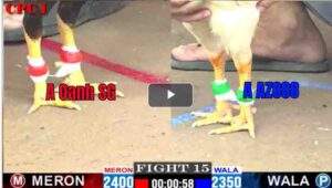 Trận 15 CPC1 27/02/2025 - Điều Xanh Ra Như Súng Bắn Hạ Đẹp Gà Bướm