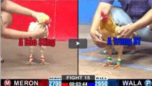 Trận 15 CPC2 26/02/2025 - Bướm Hiệu Bảo Sting Không Làm Anh Em Thất Vọng