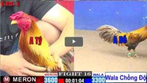 Trận 16 CPC1 25/02/2025 - Khét Chồng Độ Chấp Đối Thủ 3 Chấm Nhưng Vẫn Thắng Dễ DàngTrận 16 CPC1 25/02/2025 - Khét Chồng Độ Chấp Đối Thủ 3 Chấm Nhưng Vẫn Thắng Dễ Dàng