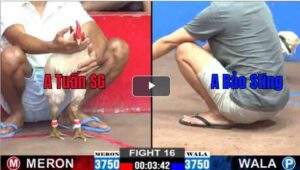 Trận 16 CPC2 19/02/2025 - Bướm Hiệu Bảo Sting Gồng Hạ Đối Thủ Phút 90