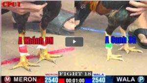 Trận 18 CPC1 24/02/2025 - Gà Điều Cọp Anh Oanh Sài Gòn Ra 1 Chân Hạ Đẹp Gà Chuối