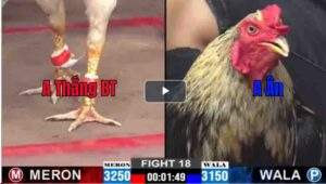 Trận 18 CPC2 21/02/2025 - Anh Thắng Bến Tre Thắng Nhẹ Đối Thủ Với Mẻ Bướm Hiệu