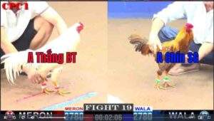 Trận 19 CPC1 1022025 - Anh Thắng Bến Tre Đụng Anh Chính Sài Gòn