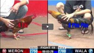 Trận 19 CPC2 16/02/2025 - Trận Đấu Của Phu Phu Và Anh Tài Hôm Nay