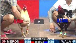 Trận 19 CPC2 23/02/2025 - Anh Lành Tiếp Tục Hạ Anh Gạo Nhẹ Nhàng