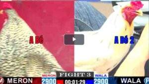 Trận 2 CPC1 18/02/2025 - Anh Bé Ra Quân Hạ Đối Thủ Nhẹ Nhàng