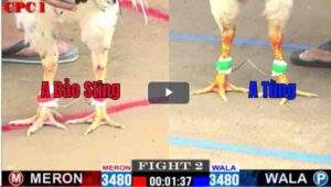 Trận 2 CPC1 22/02/2025 - Bảo Sting Ra Quân Thắng Nhẹ Nhàng Với Mẻ Gà Bướm Hiệu