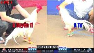 Trận 20 CPC1 1522025 - Anh Duyên Ti Tháo Chạy Trước Anh Tư