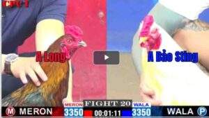 Trận 20 CPC1 22/02/2025 - Gà Que Long Hạ Bảo Sting Trong 1 Nốt Nhạc