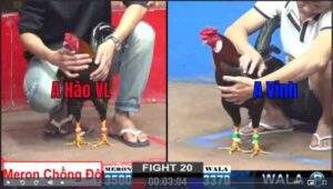 Trận 20 CPC2 1222025 - Anh Hào Vĩnh Long Chồng Độ Hạ Anh Vinh