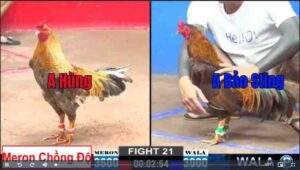 Trận 21 CPC2 722025 - Anh Bảo Sting Chấp Ngông Hạ Anh Hùng