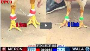 Trận 22 CPC1 27/02/2025 - Bướm Cọp Anh Tính Gà King Gặp Ngày Hàng Nóng Và Cái KếtTrận 22 CPC1 27/02/2025 - Bướm Cọp Anh Tính Gà King Gặp Ngày Hàng Nóng Và Cái Kết