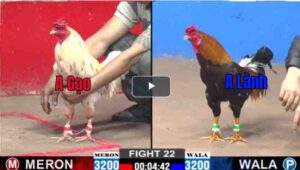 Trận 22 CPC2 23/02/2025 - Anh Lành Vũng Tàu Tiếp Tục Có Chiến Thắng Dễ Trước Đối Thủ