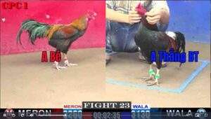 Trận 23 CPC1 1122025 - Anh Bé Bại Trận Trước Anh Thắng Bến Tre