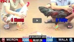 Trận 23 CPC1 17/02/2025 - Gà Bướm Duyên Ti Gặp Ngay Cọp Tại C1 Hôm Nay