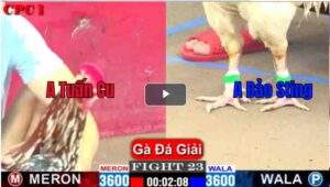 Trận 23 CPC1 22/02/2025 - Bướm Hiệu Bảo Sting Ra Quân Thắng Dễ Ở Đá Cúp