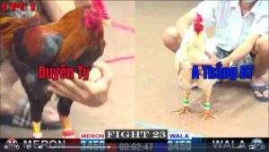 Trận 23 CPC1 822025 - Anh Duyên Ti Đụng Độ Anh Thắng Bến Tre