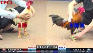 Trận 24 CPC1 1322025 - Anh Bé Đụng Điều Cọp Anh Dự Bảo Lộc