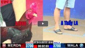 Trận 24 CPC1 25/02/2025 - AZ888 Điều Cọp Ra Chân Hiểm Uá Té Tuyệt Đối