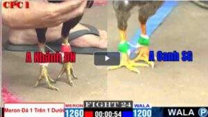 Trận 24 CPC1 25/02/2025 - AZ888 Hạ Đẹp Đối Thủ Dù Chấp Nặng