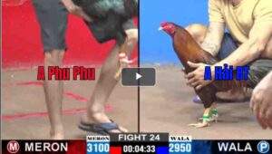 Trận 24 CPC2 16022025 - Trận Đấu Của Phu Phu Và Anh Hải Bến Tre