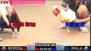 Trận 25 CPC1 1022025 - Cuộc Đối Đầu Của Song Hưng Và Cái Kết