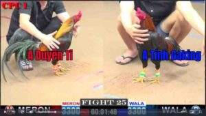 Trận 25 CPC1 1522025 - Anh Duyên Ti Hạ Điều Cọp Anh Tính Gaking