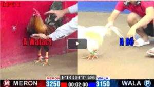 Trận 26 CPC1 20/02/2025 - Anh Bé Thất Bại Đáng Tiếc Khi Gặp Phải Gà Cọp