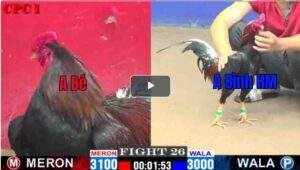 Trận 26 CPC1 27/02/2025 - Anh Bé Mang Hàng Nóng Ra Đấu Với Cánh Gà Hóc MônTrận 26 CPC1 27/02/2025 - Anh Bé Mang Hàng Nóng Ra Đấu Với Cánh Gà Hóc Môn