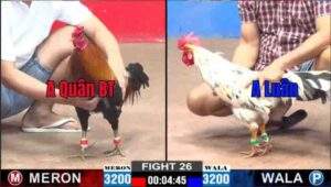 Trận 26 CPC2 922025 - Anh Quân Bến Tre Đụng Độ Anh luân