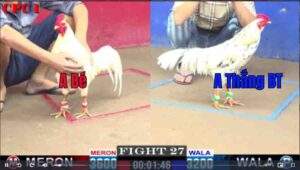 Trận 27 CPC1 1122025 - Anh Thắng Bến Tre Chấp Ngông Anh Bé