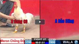 Trận 27 CPC2 26/02/2025 - Bảo Sting Nhẹ Hơn 4 Chấm Vẫn Xuất Sắc Đánh Bại Đối Thủ