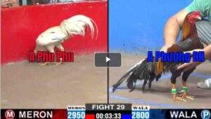 Trận 29 CPC2 29022025 - Trận Đấu cảu Phu Phu Và Anh Phương Đồng NaiTrận 29 CPC2 29/02/2025 - Trận Đấu cảu Phu Phu Và Anh Phương Đồng Nai