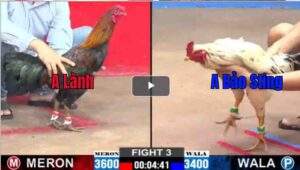 Trận 3 CPC2 19/02/2025 - Bảo Sting Ra Quân Gặp Ngay Anh Lành Vũng Tàu