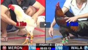 Trận 3 CPC2 21/02/2025 - Anh Tèo Ra Quân Thắng Nhàng Đối Thủ