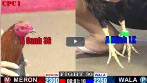 Trận 30 CPC1 24/02/2025 - Anh Oanh Sài Gòn Tiếp Tục Xuất Sắc Khi Hạ Đối Thủ Sau Mấy Chân