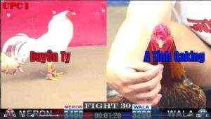 Trận 30 CPC1 822025 - Anh Duyên Ti Hạ Đẹp Anh Tính Gà King