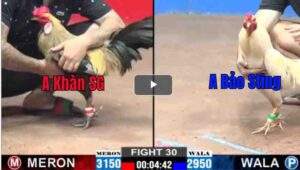 Trận 30 CPC2 26/02/2025 - Bướm Hiệu Bảo Sting Ra Chân Không Cho Đối Thủ Cơ Hội Nào