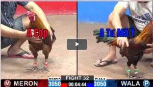 Trận 32 CPC2 28/02/2025 - Trận Gà Kịch Tính Và Pha Lội Ngược Dòng Ngoạn Mục