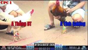 Trận 33 CPC1 1022025 - Anh Thắng Bến Tre Đối Đầu Anh Tính Gaking