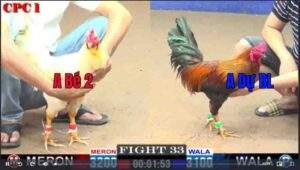 Trận 33 CPC1 1522025 - Anh Bé Hai Đụng Cọp Anh Dự Bảo Lộc