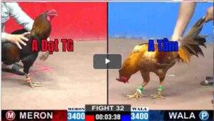 Trận 33 CPC2 28/02/2025 - Mở Màn Ấn Tượng Và Pha Đá Phản Bất Ngờ