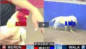 Trận 34 CPC1 25/02/2025 - Gà Thái Nguyên Con Đá Bo Như Thế NàoTrận 34 CPC1 25/02/2025 - Gà Thái Nguyên Con Đá Bo Như Thế Nào