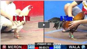 Trận 34 CPC2 28/02/2025 - Anh Thiện Đá Phản Ăn 1 Với Gà Bướm Cọp Của Mình