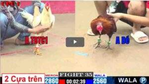 Trận 35 CPC1 20/02/2025 - Trận Đấu Căng Thẳng Của 2 Idol