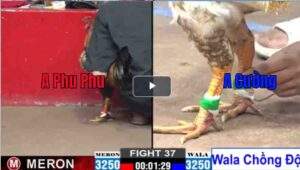 Trận 37 CPC2 16022025 - Trận Đấu Hấp Dẫn Phu Phu Gặp Anh Cường Trận 37 CPC2 16/02/2025 - Trận Đấu Hấp Dẫn Phu Phu Gặp Anh Cường